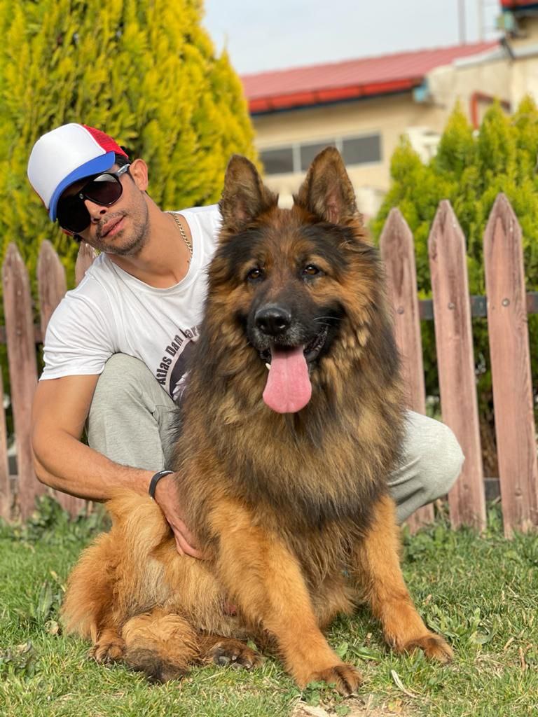 مولد نژاد ژرمن شپرد رکسی